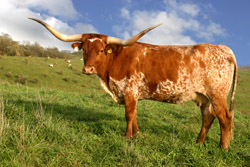 Longorn Cow - Blue Sky