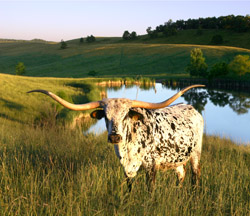 Longhorn cow in front of lake