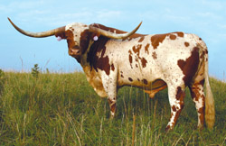 Longhorn Bull