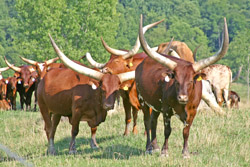 Watusi Cows - Herd