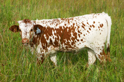 Longhorn calf