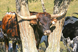 Longhorn Bull with horns in tree