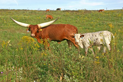 Watusi Cow with Baby Calf