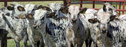 Texas Longhorn Clone Calves