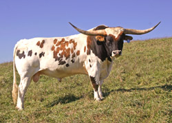 Beefy Longhorn Bull - Win Win