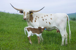 Texas Longhorn Cow with baby calf