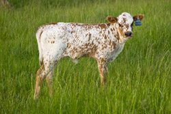 Texas Longhorn baby calf