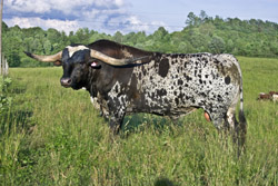 Texas Longhorn Bull - Overkill