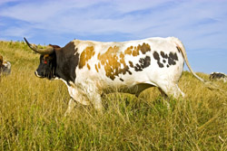 Beefy Texas Longhorn Bull - Win Win