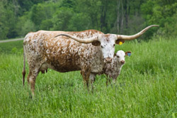Texas Longhorn Cow with Baby Calf - Jester