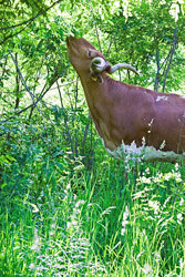 Texas Longhorn Cow eating brush
