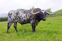 Texas Longhorn Bull - OverKill