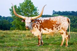 Watusi Cow