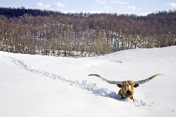 Longhorn Steer In Deep Snow