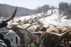 Herd of Texas Longhorn cows on Muskrat Road near Barnesville Ohio