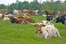 Contented Cows Laying in Ohio Grass