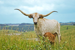 Texas Longhorn Cow with Baby calf posing on a Hill in Belmont County