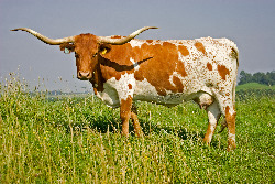 Red and White Longhorn Cow in Ohio Rangeland
