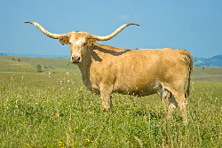 Yellow Longhorn Cow