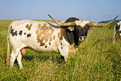 Win Win - Massive Longhorn Bull