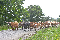 Herd of Texas Longhorn cows on Muskrat Rd near Barnesville Ohio