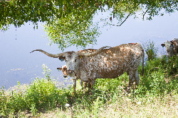 Jester - Pretty Red Roan Speckled Cow