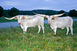 Longhorn and Watusi  Steers