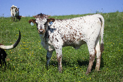Texas Longhorn Baby Calf keeping her eye on the camera