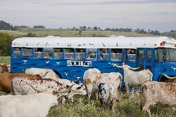 Blue Bus in pasture of Texas Longhorn Cows