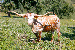 Jester - World Famous Longhorn Cow