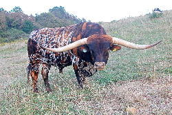 Drag Iron - Longhorn Bull
