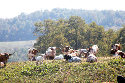 Contented Longhorn Cows lounging on the hillside