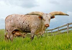 Watusi Bull - Pretoria