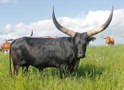 Watusi Cow - Billi Mambo