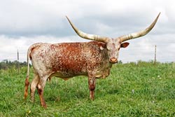 Watusi Cow - Mara Karaka