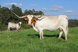 Texas Longhorn Cow with Blue Sky - Wizzard Struck