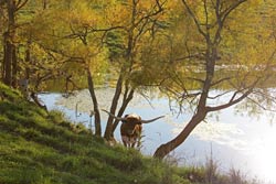 Texas Longhorn Cow in trees by lake