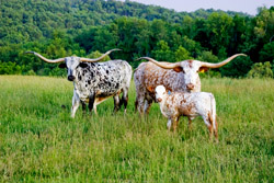 Two Awesome Texas Longhorn Cows