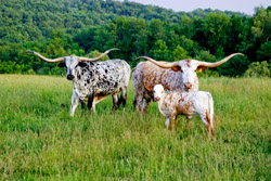 Longhorn Photos