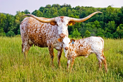 Texas Longhorn cow with baby calf