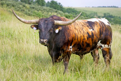 Texas Longhorn bull - Brindle