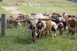 Herd of Texas Longhorns walking up hill