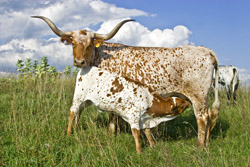 Texas Longhorn cow with big fat baby calf