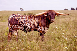 Texas Longhorn Bull - Drag Iron