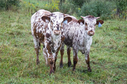 Two Texas Longhorn Baby Calves - Best Friends