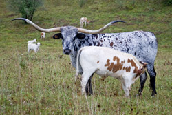 Texas Longhorn cow with fat baby calf