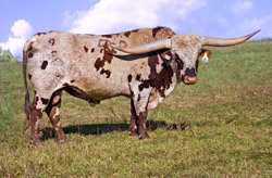 Texas Longhorn Bull