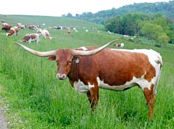 Longhorn Cow