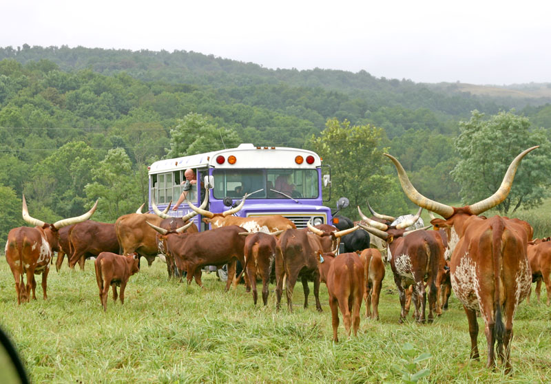 texas longhorns cattle. Texas Longhorn,